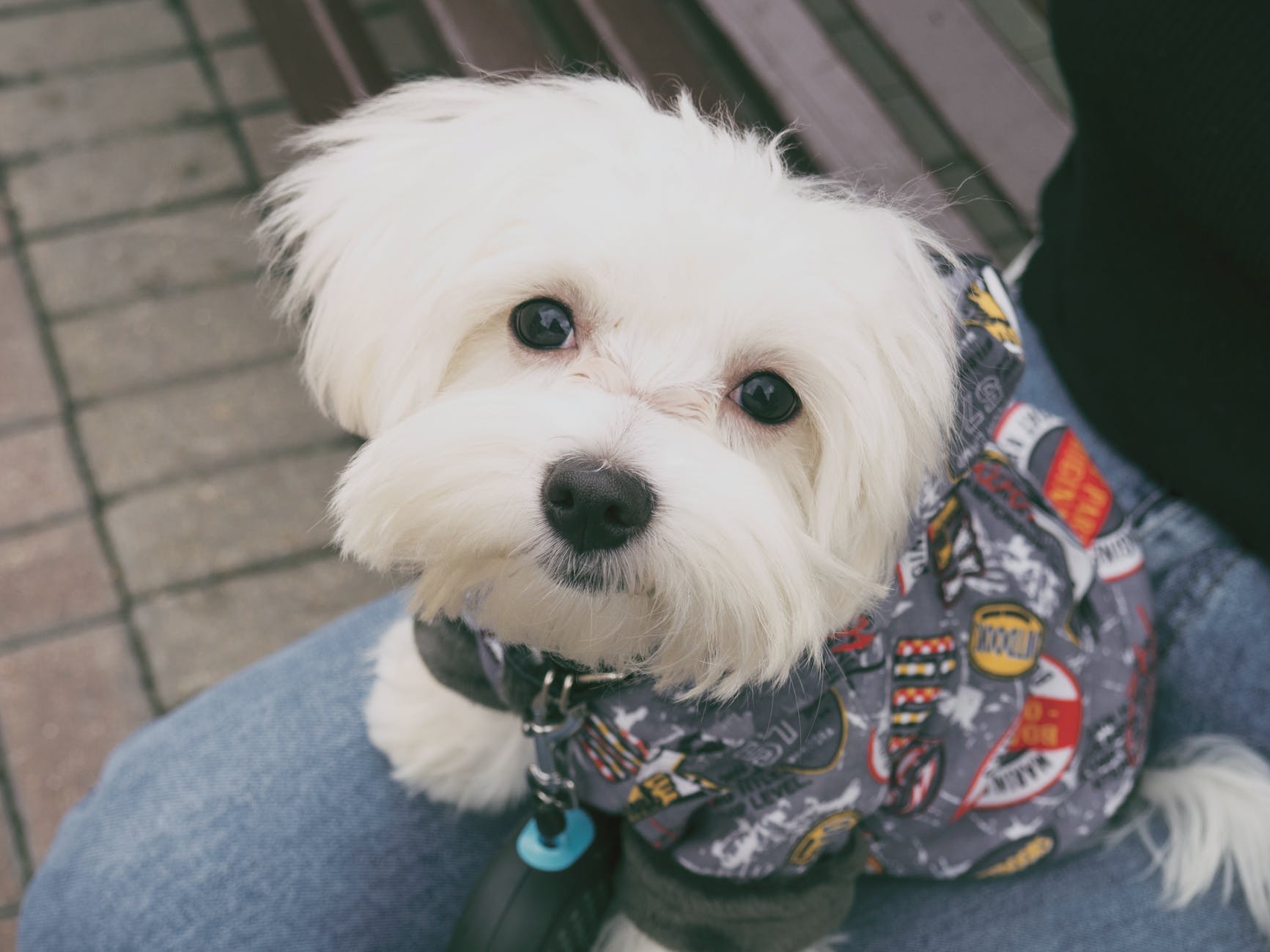 Pet Insurance Texas Insurance pet finsmes deal tips statistics breed condition dog