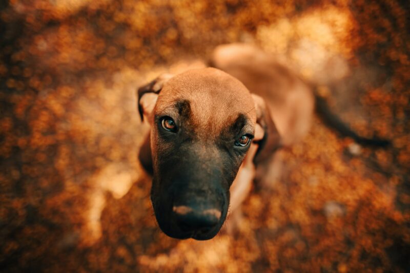 Pet insurance in Minnesota ( MN ) | Low-cost and easy quotes